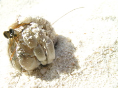 bernard ermite